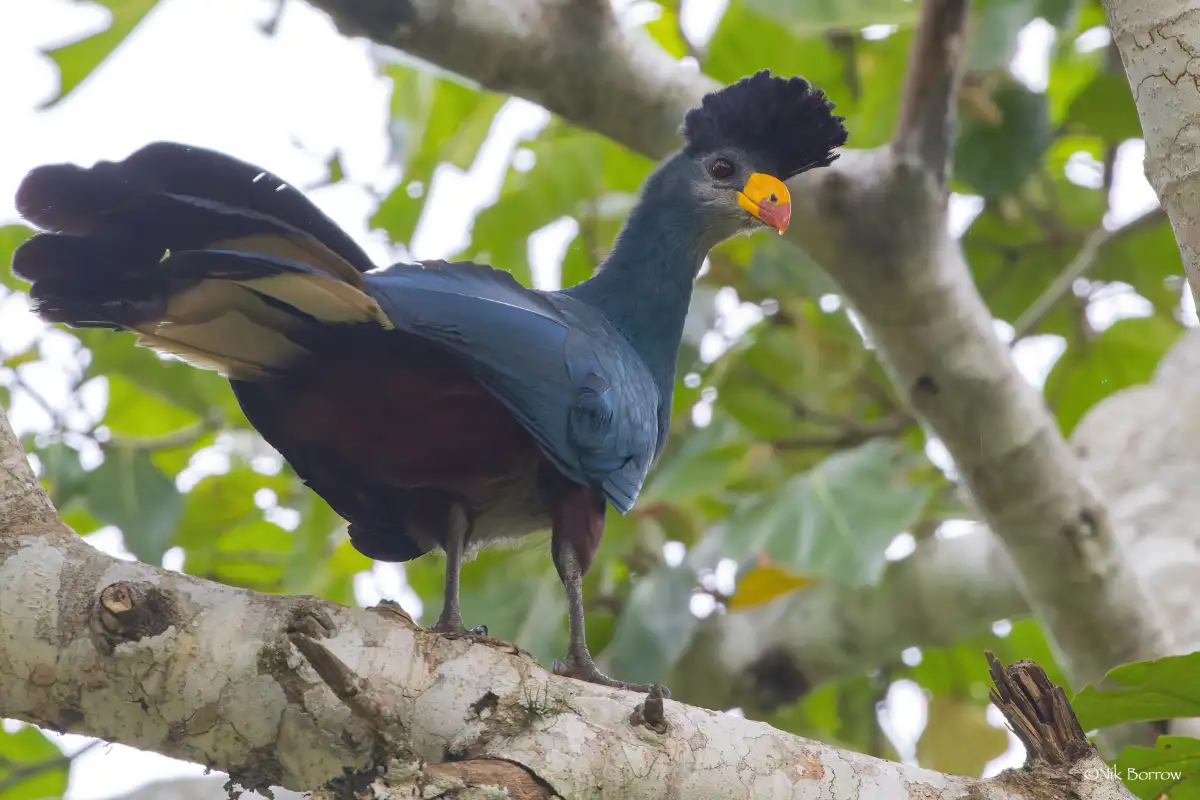 3 Day Birding Uganda Safari